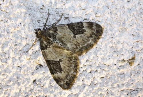 Thera vetustata